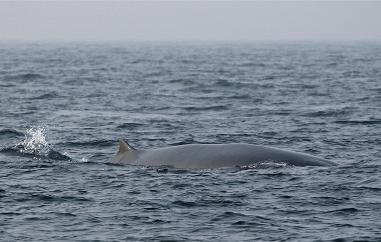 Bryde's Whale photographed in the new St. Martin's Island MPA CREDIT: WCS Bangladesh